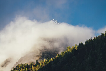 Beautiful mountain landscape with sharp pinnacle with snow above dense low clouds and coniferous forest on mountainside in golden sunshine. Wonderful scenery with snowy pointed peak over thick clouds.