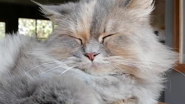 A gray Persian cat is sleeping warmly in the house . A Persian cat sleeps during the day as if it were dreaming.