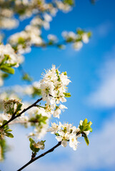Blooming white cherry flowers on blue sky background