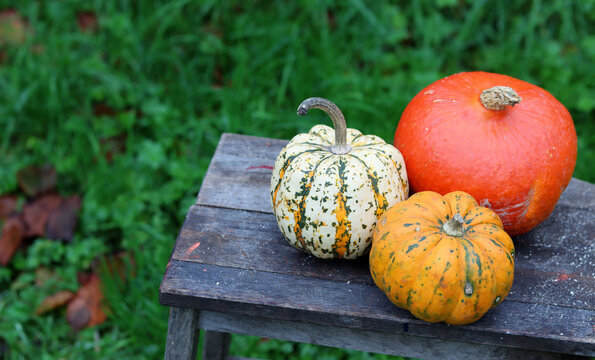 Red Kuri squash, Sweet dumpling squash, Golden Nugget pumpkin close up.  Beautiful squash vegetable of different types on wooden table. Green grass on a background. Pumpkin harvest photo. 