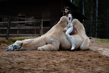 A young beautiful brunette in a rider costume is sitting next to a large white camel with two humps, a forest in the background