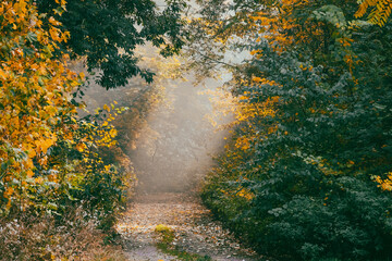 A path set in leaves with the sun's rays shining through the trees. Autumn background.