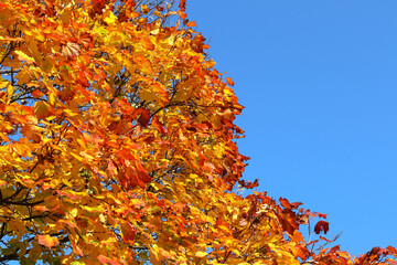 Colorful autumn tree with yellow, red, orange leaves on a blue sky background