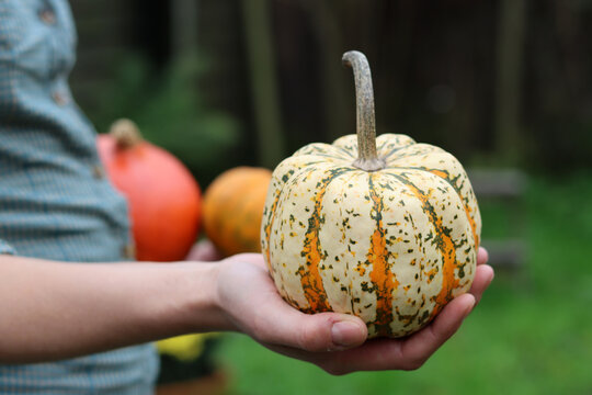 Female hand holding beautiful pumpkin. Decorative gourd close up photo. 