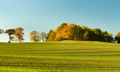 Fototapeta premium An isolated group of trees growing in a green field covered with green young grain.