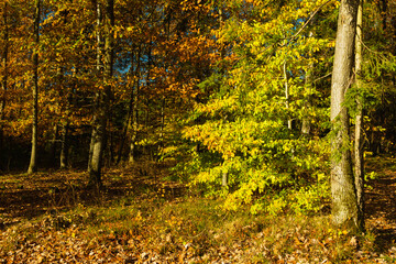 Landscape - the edge of the forest. A forest with a predominance of deciduous trees, a multi-colored palette,