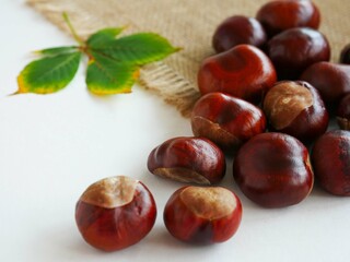 Chestnut nuts are scattered on a white table and a canvas napkin. Green chestnut leaf with yellowed edges.