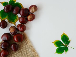 Chestnut nuts are scattered on a white table and a canvas napkin. Green chestnut leaf with yellowed edges. Place for your text.