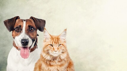 Beautiful cat and dog in front a light background