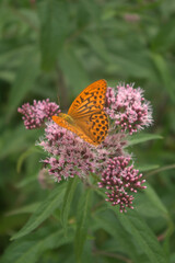 Fototapeta premium butterfly on flower,insect, nature, flower, summer,animal,orange,beautiful, color,