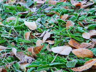 First frosts. Autumn yellow leaves with frost around the edges on green grass. Freezing.