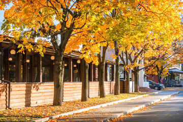 Golden autumn trees in an alley in Moscow on an autumn sunny day