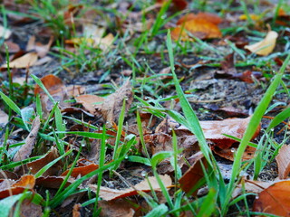 First frosts of frost on the tips of yellow autumn leaves and green grass along the sidewalk. Cold...