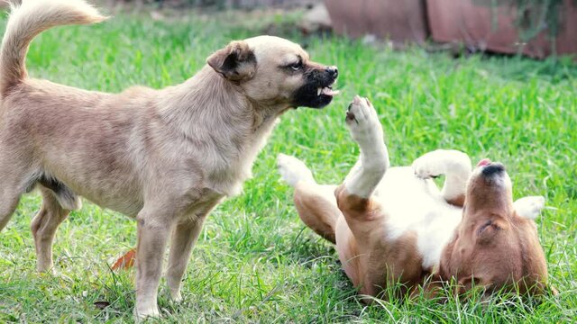 A angry dog snarling at another one. Two dogs fighting. Concept for dog training, anger, muzzle, dangerous, scary, aggressive.