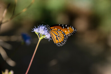 Fototapeta na wymiar Queen Butterfly (Danaus gilippus) Feeding on Butterfly Mist Blooms