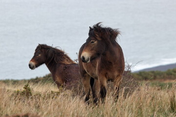 Two Exmoor ponies on a windy moor
