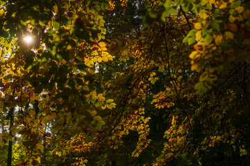 autumn leaves background