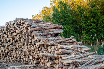 photography of poplar tree in autumn with green and brown leaves next to firewood taken from cut trees for industrial use
