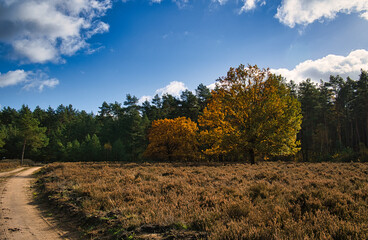 in the neuruppina heath. in autumnal light mood.