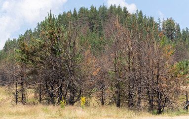 Fototapeta premium The consequences of a fire in the forests of Bulgaria. Charred, dead coniferous trees. An environmental disaster.