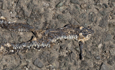 Dead snake. Road wars - death of a Reptile from the car. The killing of a animal. The grass snake (Natrix natrix), ringed snake or water snake.