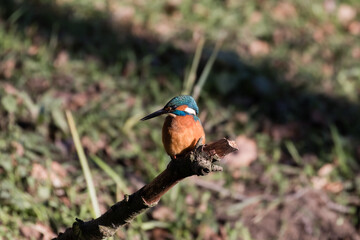 Common Kingfisher Alcedo atthis hunting by the river, beautiful colorful bird sitting on the branch and hunting fish, catching fish