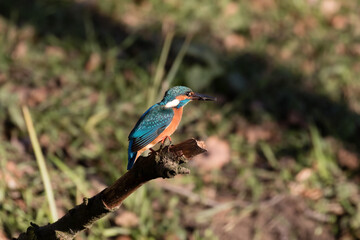 Obraz premium Common Kingfisher Alcedo atthis hunting by the river, beautiful colorful bird sitting on the branch and hunting fish, catching fish