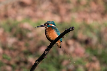 Common Kingfisher Alcedo atthis hunting by the river, beautiful colorful bird sitting on the branch and hunting fish, catching fish