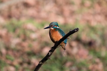 Naklejka premium Common Kingfisher Alcedo atthis hunting by the river, beautiful colorful bird sitting on the branch and hunting fish, catching fish