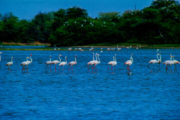 Naklejka premium Flock of Flamingos at Thol lake