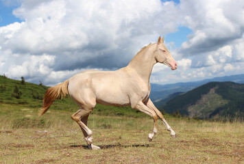 Fototapeta na wymiar horse in field, portrait of a cream running horse