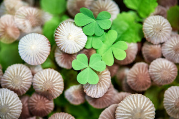 A group of inedible mushrooms among the green leaves and tree stump. Magic mushrooms - psilocybe, natural color.