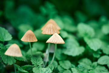 A group of inedible mushrooms among the green leaves and tree stump. Magic mushrooms - psilocybe, natural color.