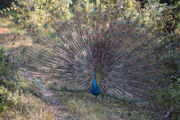 Obraz premium Peacock with feathers out