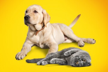 Lying down cat and dog together in front of color background