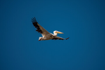 White Pelican flying in the blue sky on an early autumn morning near Dor Beach, Israel.