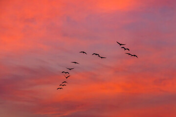 Birds flying in formation in the sky