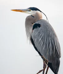 Foto op Plexiglas great blue heron © Art
