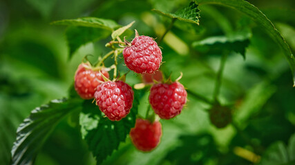 Branch of ripe raspberries in garden. Red sweet berries growing on raspberry bush in fruit garden.