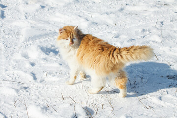 A big red and white cat in the snow on a sunny, frosty day. Cat walking on a snow-covered road in winter