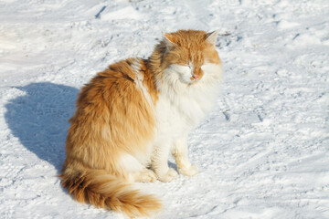 A big red and white cat in the snow on a sunny, frosty day. Cat walking on a snow-covered road in winter