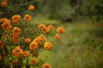 Marigold for Tihar