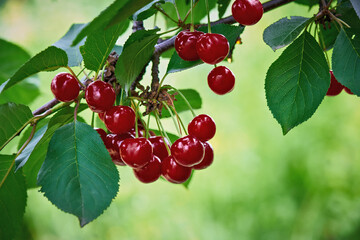 Ripe red cherry berries and green foliage on tree branches, in sunlight, close-up photography