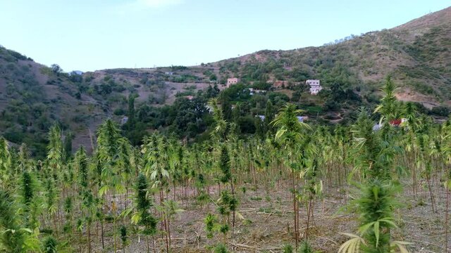  Medicinal Industry, Pharmacy, Field of hemp. Cannabis farm plantation.