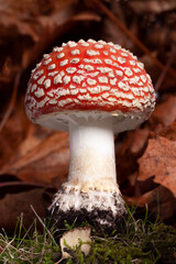 Fly agaric red wild mushroom close up