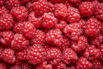 Background of ripe red raspberries. Close up, top view. Harvest Concept.