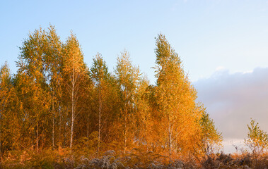 Fototapeta premium Autumn photo in gold tones. Yellow foliage on trees in the rays of the setting sun. Autumn background.