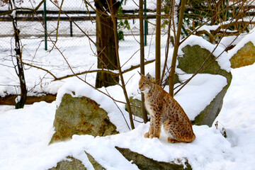 Obraz premium In the snow in winter sits a lynx in the forest.