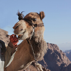 camel in the desert