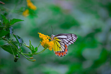 Delias eucharis, the common Jezebel, is a medium-sized pierid butterfly found in many areas of south and southeast Asia, especially in the non-arid regions of India, Sri Lanka, Indonesia, Myanmar and 
